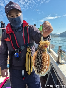 쭈 갑 조황입니다  선상낚시로 잡은 물고기 조황