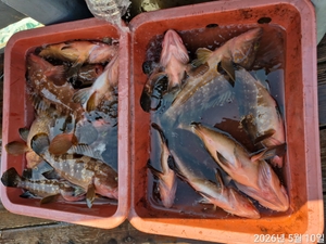 5월10일 붉타조황입니다  선상낚시로 잡은 물고기 조황