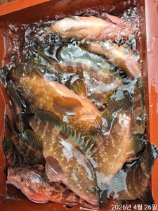 붉바리 타이라바 조황입니다  선상낚시로 잡은 물고기 조황