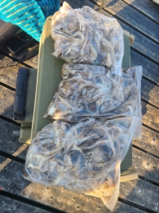 15일 쭈꾸미 다녀왔어요  선상낚시로 잡은 물고기 조황