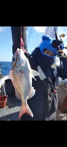 이번주말 토요일 참돔타이라바 출항  선상낚시로 잡은 물고기 조황