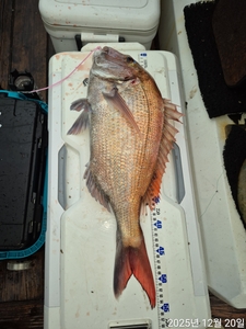 참돔 타이라바 출조모집 선상낚시로 잡은 물고기 조황