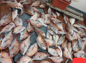 1월9일 참돔타이라바 출조 모집중 선상낚시로 잡은 물고기 조황