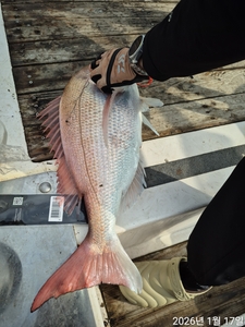 주말 참돔타이라바 모집중 선상낚시로 잡은 물고기 조황