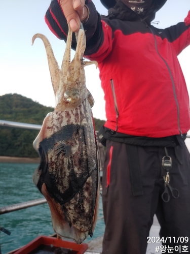 왕대포갑오징어 선상낚시로 잡은 물고기 조황