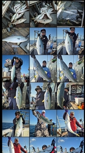 주말 방어 지깅출항 합니다 선상낚시로 잡은 물고기 조황