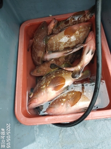 5월5일 붉바리조황입니다 선상낚시로 잡은 물고기 조황