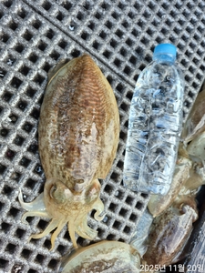 23일 왕갑이 출항 선상낚시로 잡은 물고기 조황