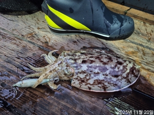 26일 수요일 갑,쭈 출항합니다  선상낚시로 잡은 물고기 조황