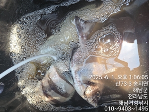 뺀지 감성돔 선상낚시로 잡은 물고기 조황