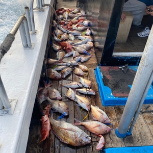 3월 23일 제주 북부권 참돔타이라바 조황 선상낚시로 잡은 물고기 조황