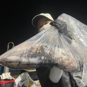 7월 20일 야간 한치낚시(반타임) 조황 선상낚시로 잡은 물고기 조황