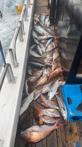 4월 1일 제주 북부권 참돔타이라바 조황 선상낚시로 잡은 물고기 조황