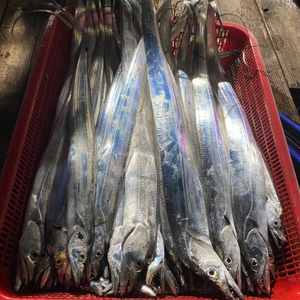 9월 7일 야간 텐빈낚시(반타임) 조황 선상낚시로 잡은 물고기 조황
