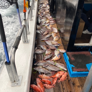 2월15일 제주 북부권 참돔타이라바 조황 선상낚시로 잡은 물고기 조황