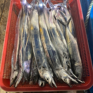 9월 14일 야간 갈치텐빈(반타임) 조황 선상낚시로 잡은 물고기 조황