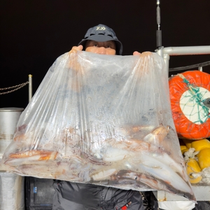 7월 4일 야간 한치낚시(풀타임) 조황 선상낚시로 잡은 물고기 조황