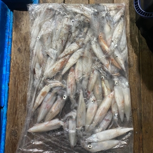6월17일 야간 한치낚시(반타임) 조황 선상낚시로 잡은 물고기 조황