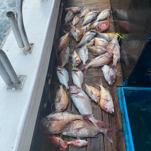 2월 5일 제주 북부권 참돔타이라바 조황 선상낚시로 잡은 물고기 조황