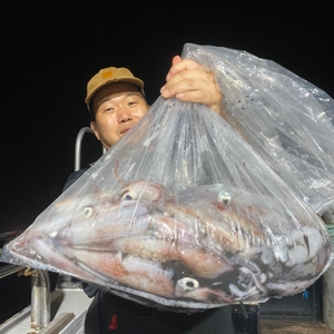 8월 12일 야간 한치낚시(반타임) 조황 선상낚시로 잡은 물고기 조황