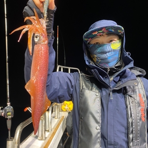 6월 11일 야간 한치낚시(반타임) 조황 선상낚시로 잡은 물고기 조황