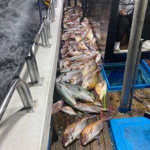 3월 5일 제주 북부권 참돔타이라바 조황 선상낚시로 잡은 물고기 조황