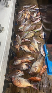 3월 19일 제주 북부권 참돔타이라바 조황 선상낚시로 잡은 물고기 조황