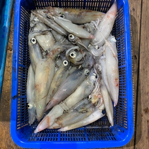 7월 16일 야간 한치낚시(반타임) 조황 선상낚시로 잡은 물고기 조황