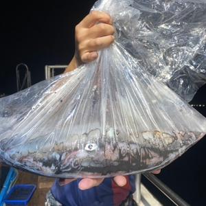 7월 23일 야간 한치낚시(반타임) 조황 선상낚시로 잡은 물고기 조황