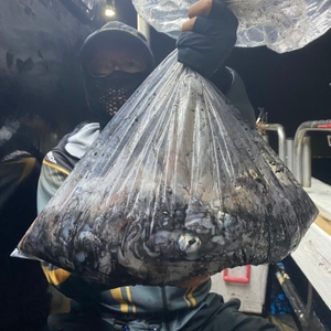 7월 10일 야간 한치낚시(반타임) 조황 선상낚시로 잡은 물고기 조황