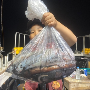 7월 29일 야간 한치낚시(반타임) 조황 선상낚시로 잡은 물고기 조황