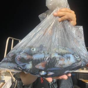 7월 26일 야간 한치낚시(반타임) 조황 선상낚시로 잡은 물고기 조황
