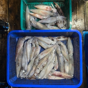 6월 18일 야간 한치낚시(반타임) 조황 선상낚시로 잡은 물고기 조황