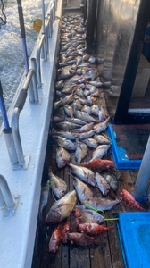 2월 21일 제주 북부권 참돔타이라바 조황 선상낚시로 잡은 물고기 조황