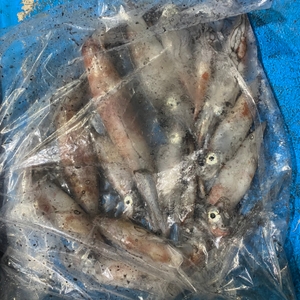 5월 30일 야간한치낚시(풀타임) 조황 선상낚시로 잡은 물고기 조황