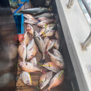 1월 31일 제주 북부권 참돔타이라바 조황 선상낚시로 잡은 물고기 조황