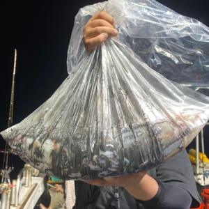 7월 21일 야간 한치낚시(반타임) 조황 선상낚시로 잡은 물고기 조황