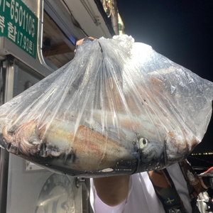7월 22일 야간 한치낚시(반타임) 조황 선상낚시로 잡은 물고기 조황