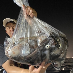 6월 28일 야간 한치낚시(반타임) 조황 선상낚시로 잡은 물고기 조황
