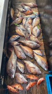 4월 2일 제주 북부권 참돔타이라바 조황 선상낚시로 잡은 물고기 조황