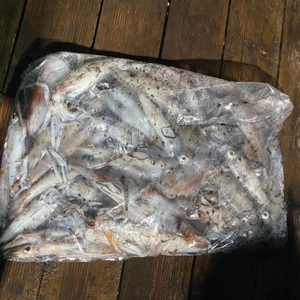 6월 29일 야간 한치낚시(반타임) 조황 선상낚시로 잡은 물고기 조황