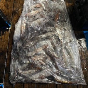 6월 30일 야간 한치낚시(반타임) 조황 선상낚시로 잡은 물고기 조황