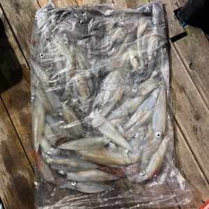 6월 9일 야간 한치낚시(반타임) 조황 선상낚시로 잡은 물고기 조황