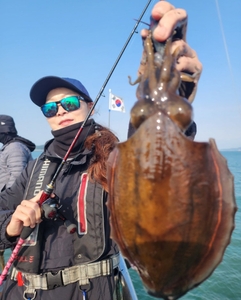 2023.11.03일 청춘호 갑오징어 조황 선상낚시로 잡은 물고기 조황