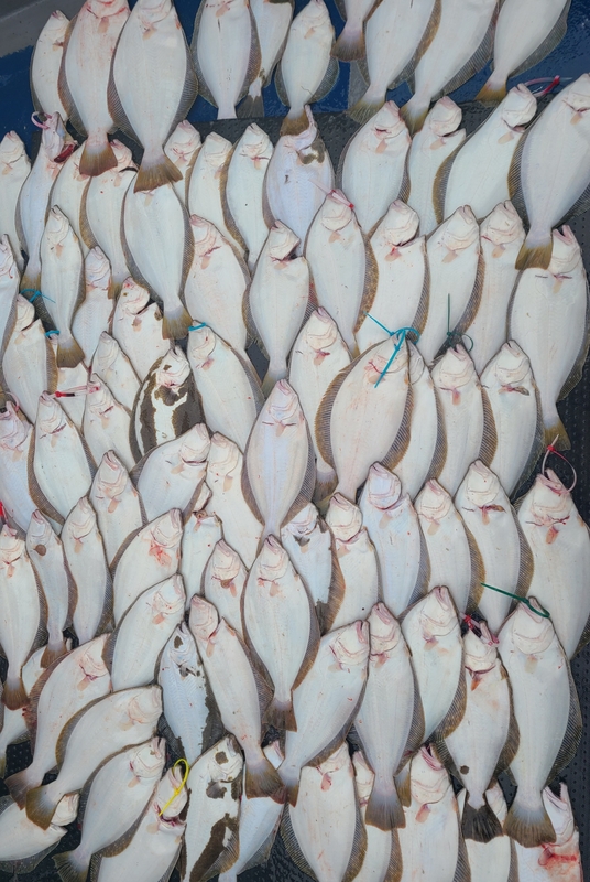 해당 선사를 대표하는 이미지