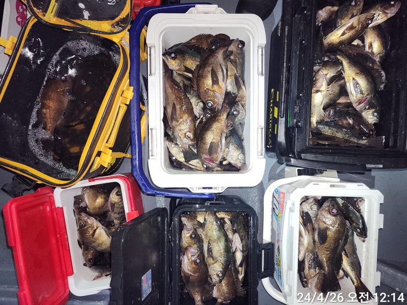 레코드호(열바다낚시)의 조황일지 이미지 - 0