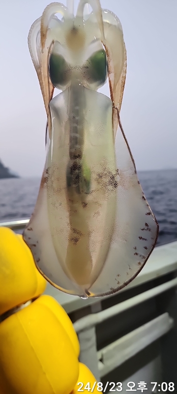 레코드호(열바다낚시)의 조황일지 이미지 - 19