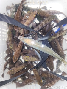 밤볼락] 연화도 덩치급들 퍽퍽~ 선상낚시로 잡은 물고기 조황