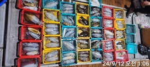 레코드호 팁런무니~깊은물골 씨알급들 선상낚시로 잡은 물고기 조황