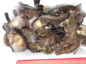 욕지권, 밤볼락과 농어 좋아요 선상낚시로 잡은 물고기 조황